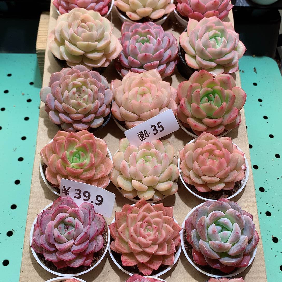 8-25一物一拍带盆18颗