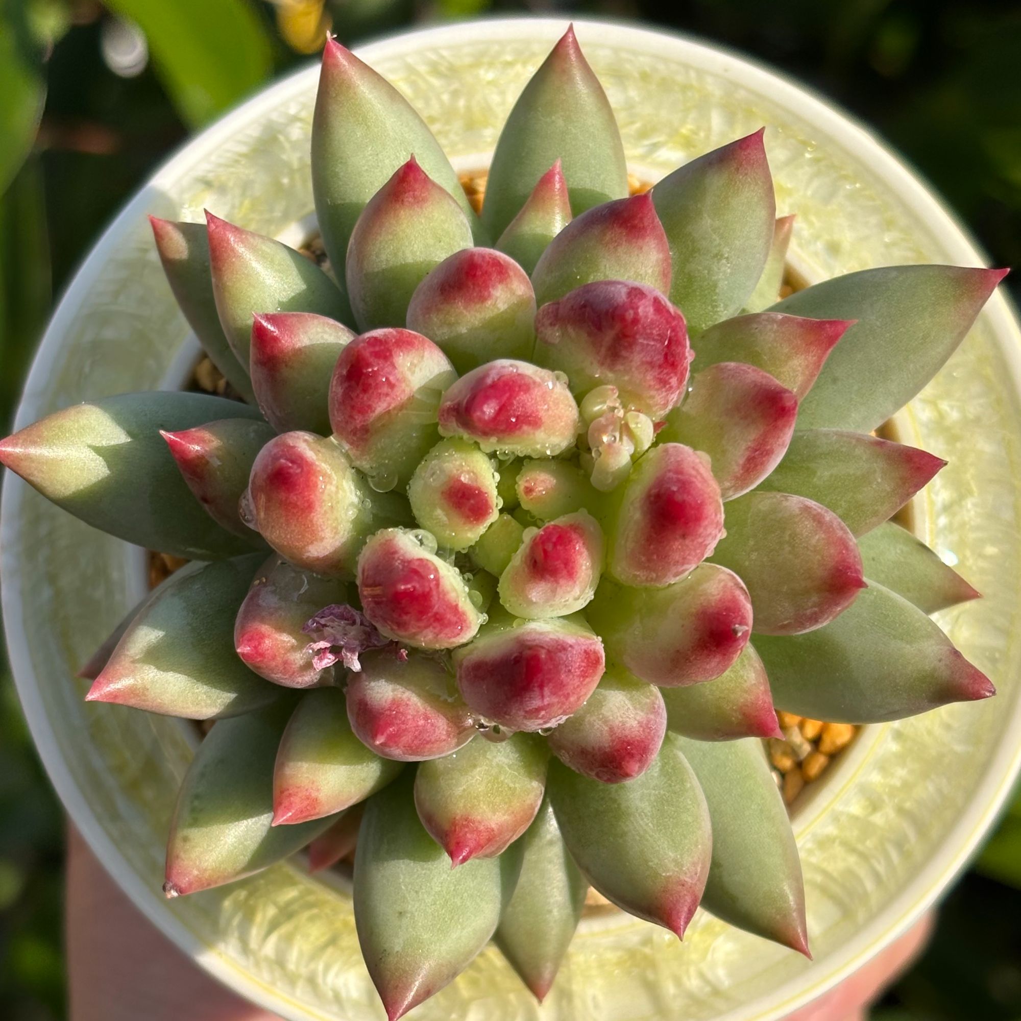 慢悠花房 岩字（二代虞美人）  阳台绿植园艺盆栽花卉庭院多肉植物
