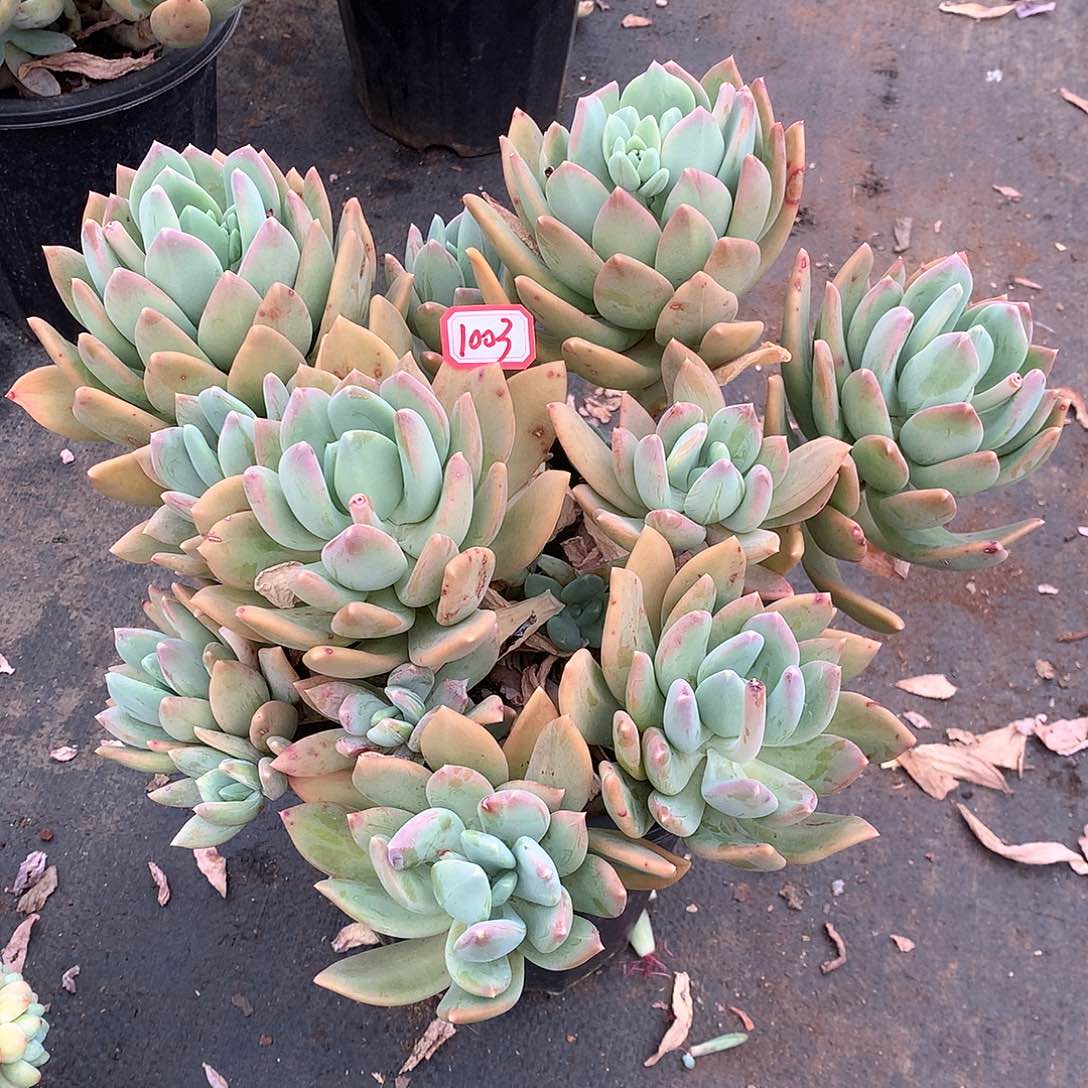 海洋之心1003晓晓一物一拍