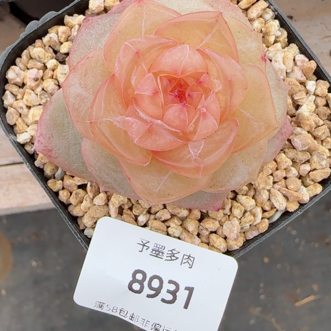 灵泽珍妮，8931多肉植物