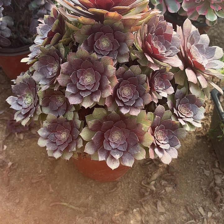 多肉植物桃花石15