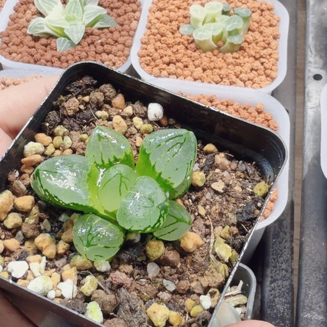 十二卷虞美人福利