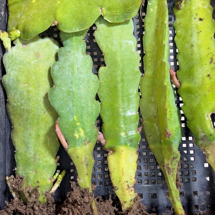 当前无花栽培后可以开花778