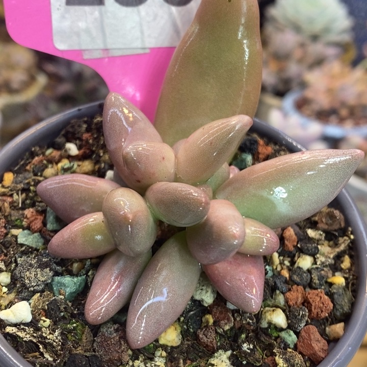 香蕉美人253号的啊啊啊多肉啊啊