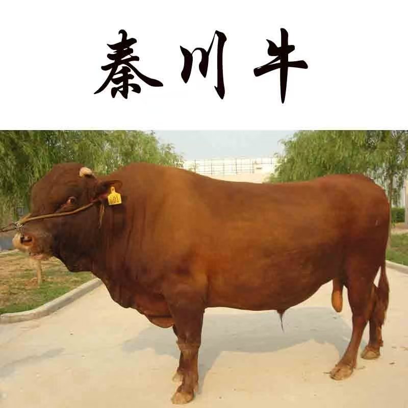 【秦川土黄牛】现改现拍g