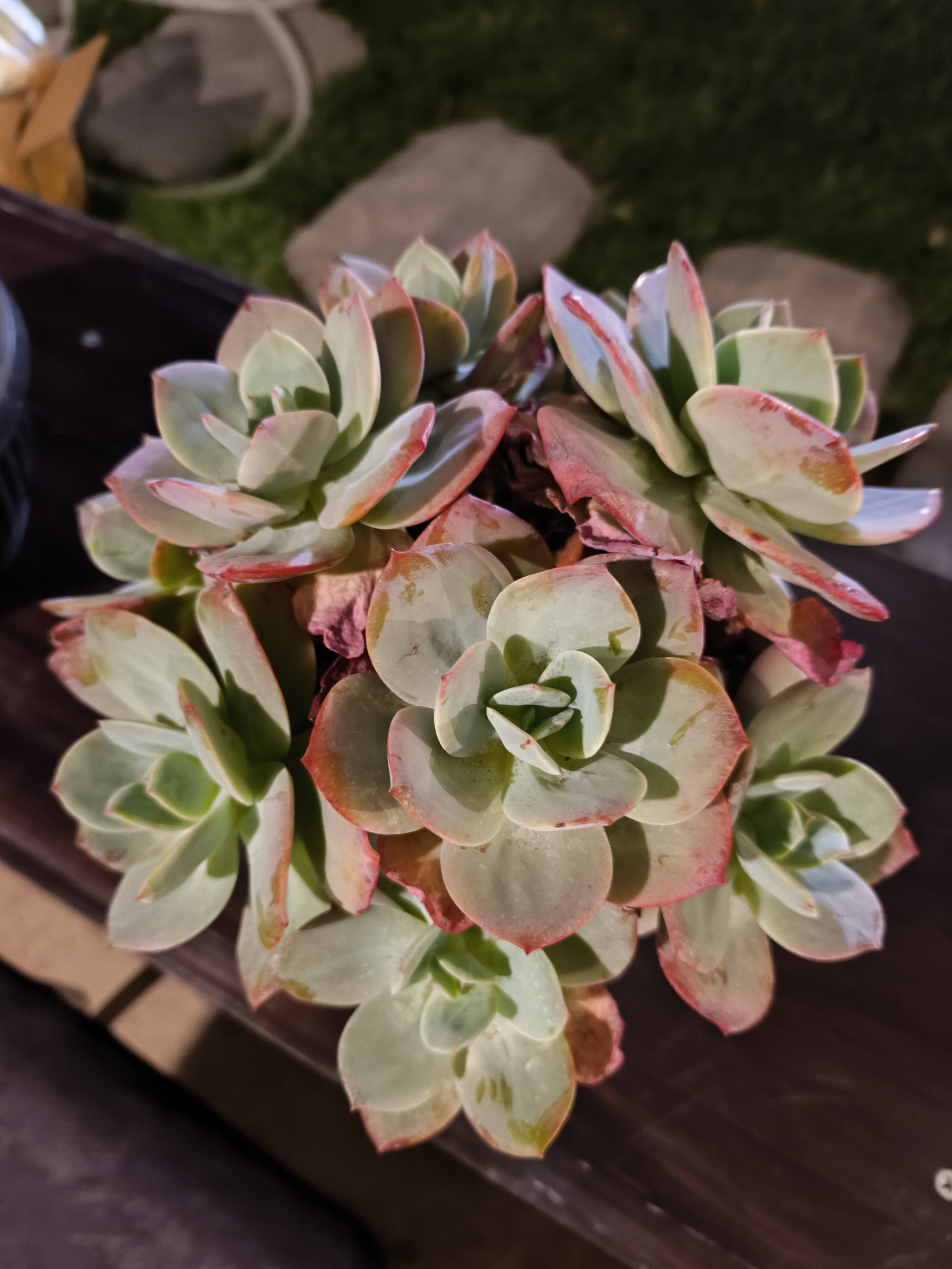 白凤多肉植物新手好养绿植适合室内阳台易活精品肉肉盆栽