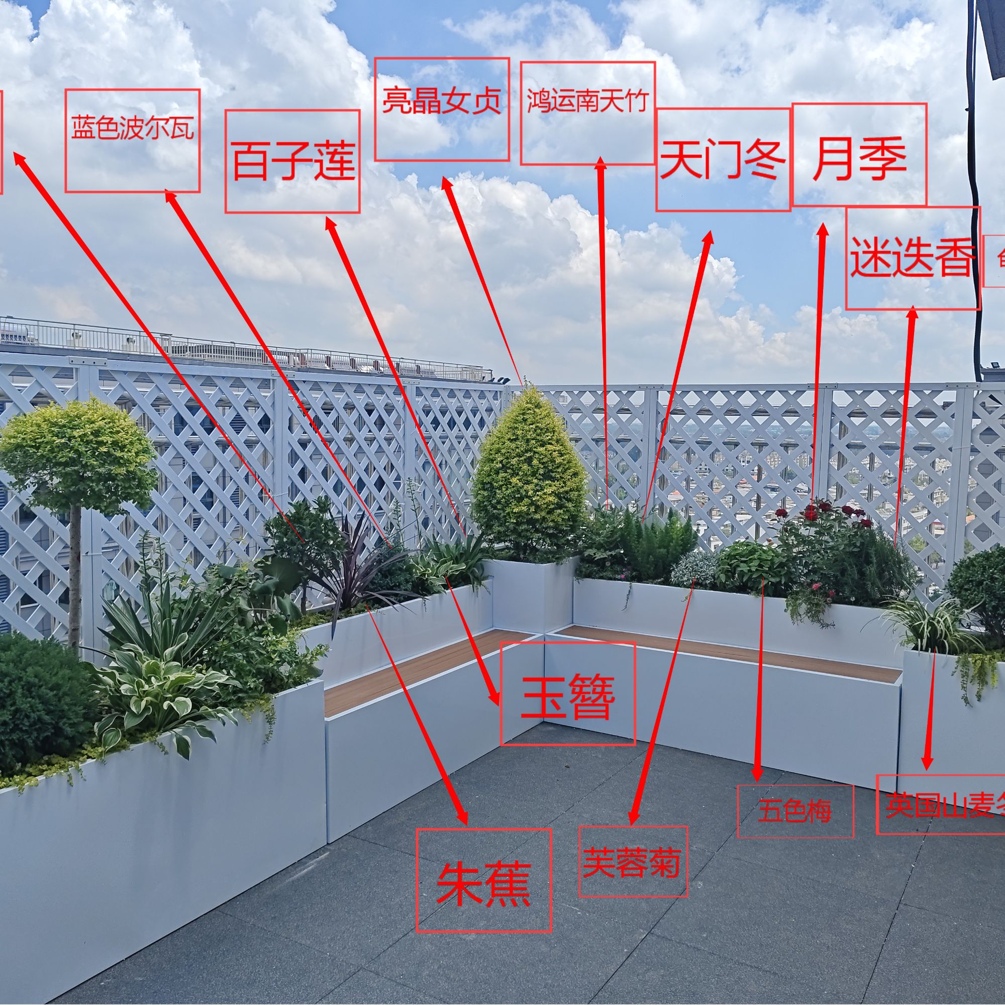 直播间花箱花池子阳台露台庭院植物景观搭配设计出图四季常青耐寒