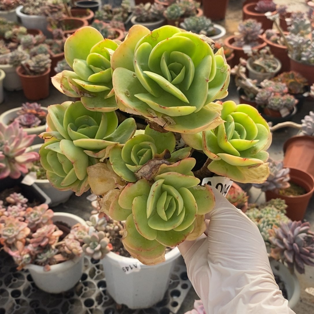 004碧桃老桩一物一拍