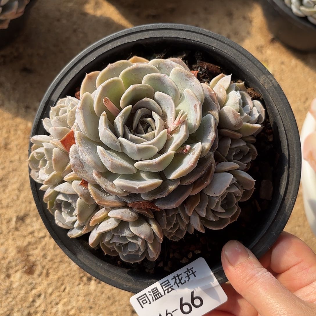 同温层多肉汉堡66