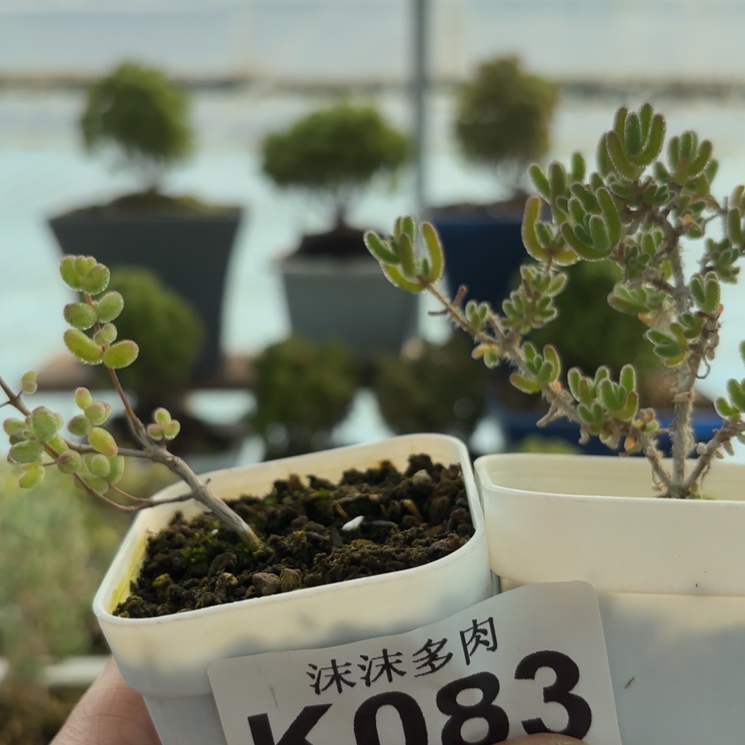 冰川白虎斑锦组合083