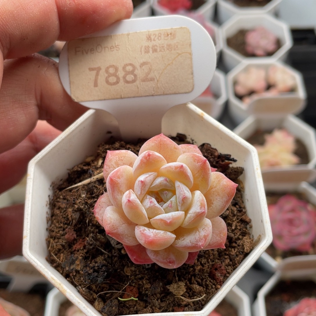 雪颜7882-4.0厘米