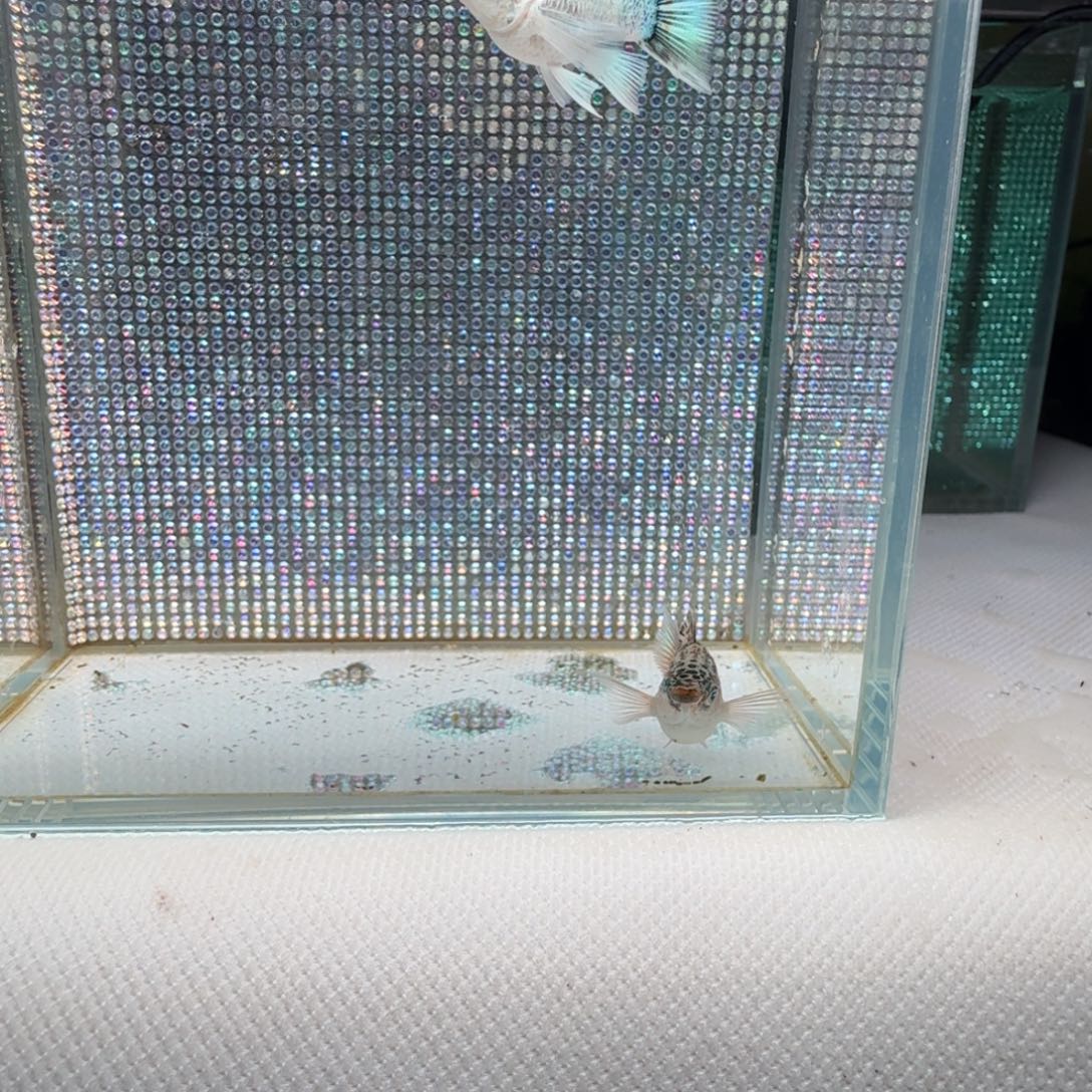 黑玛丽鱼10 不知名