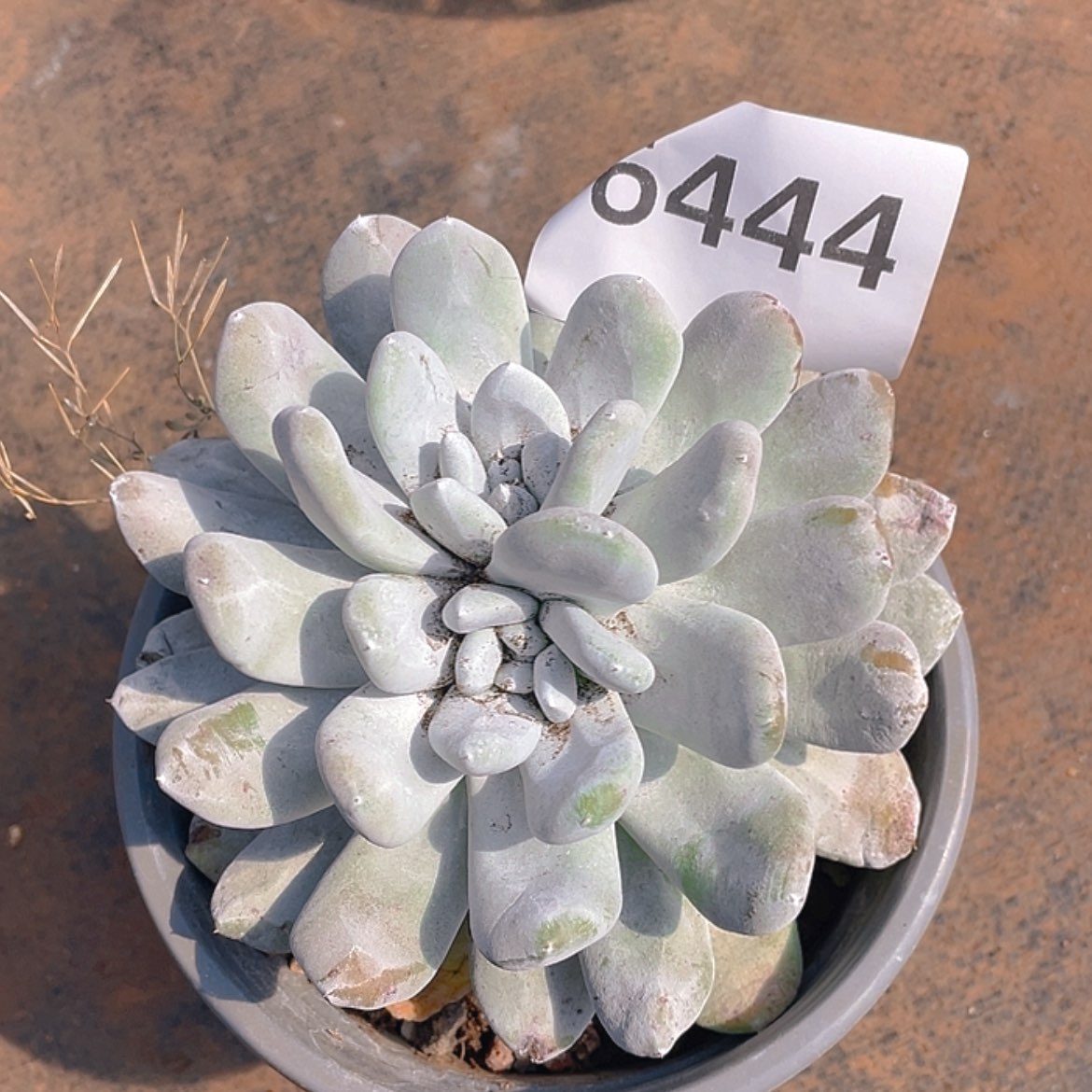 【闪购商品】拇指拇指