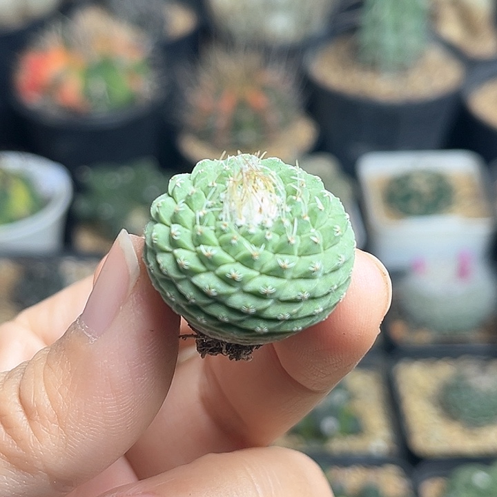 菊水优选实生球2.7公分左右