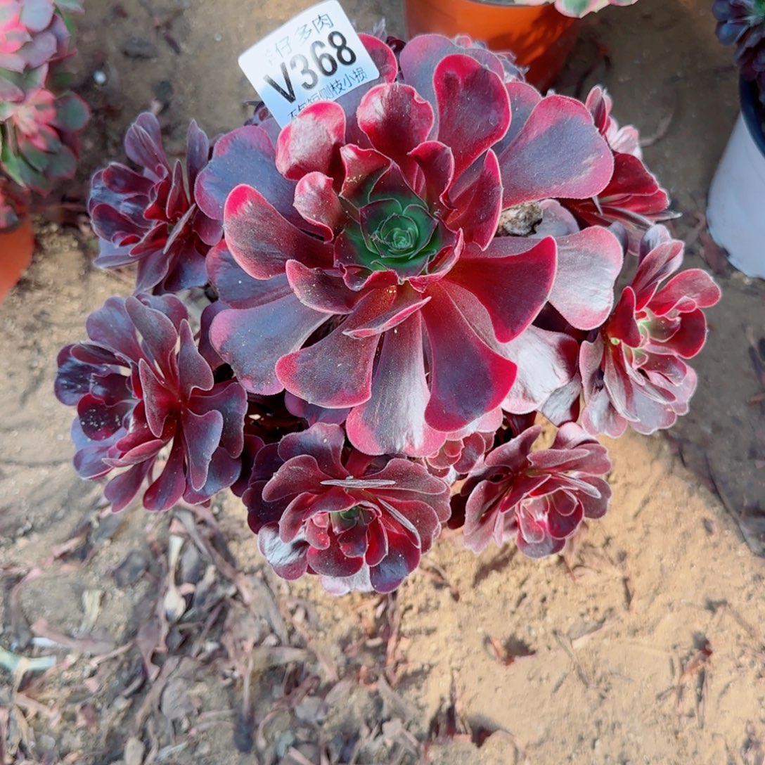 爱神法师368冠幅23