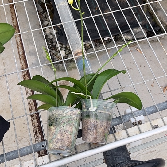 完全开放吉林十小水仙消苞不售后