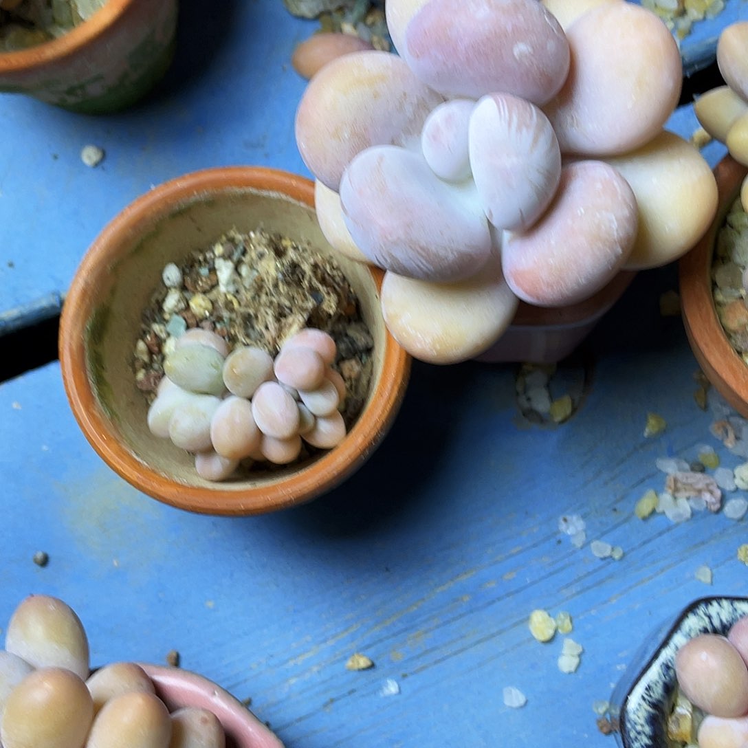 ?*多肉植物的生长发育与生长发育