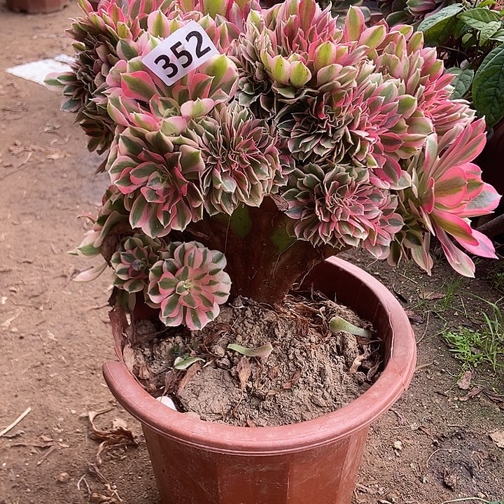 352粉女巫老庄缀化老板子