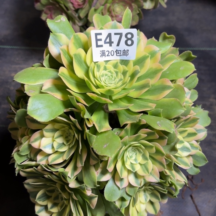 瑞妈多肉植物478
