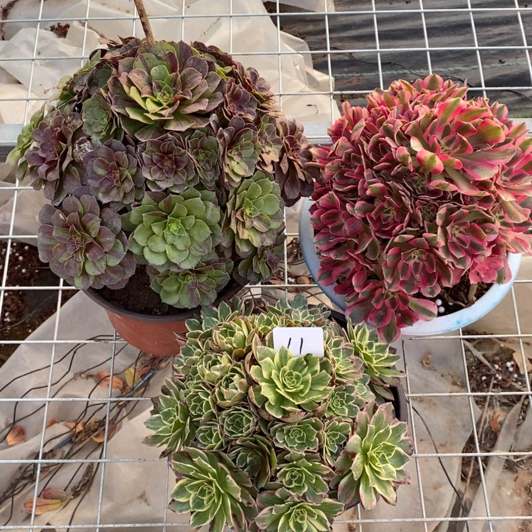 全部花朵多肉植物组合拼盘11