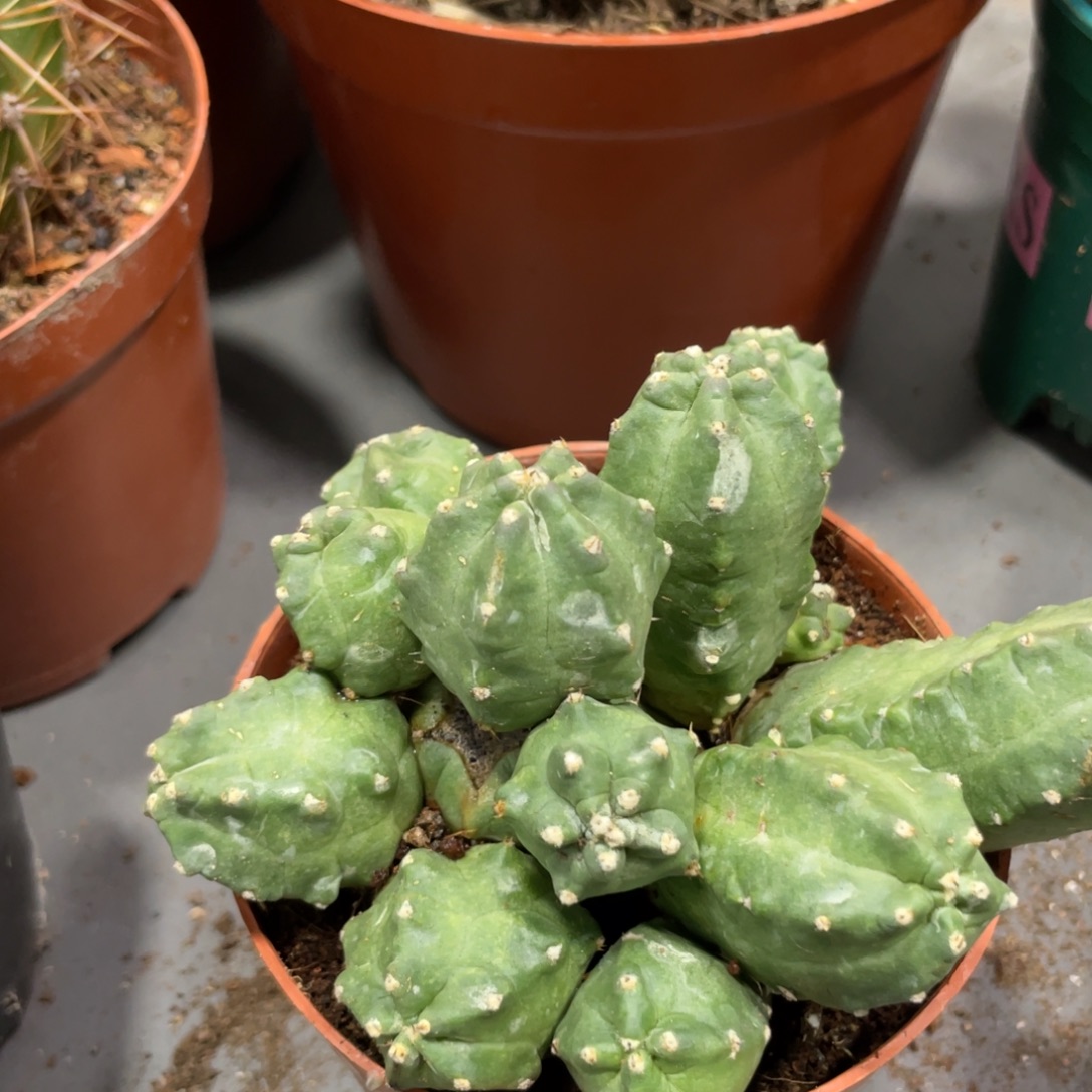 新品橙桃群生一物一拍1