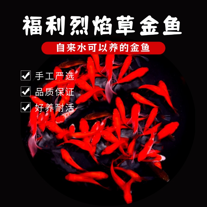 【福利35条草金鱼】好养耐活冷水金鱼观赏鱼可混养热带鱼