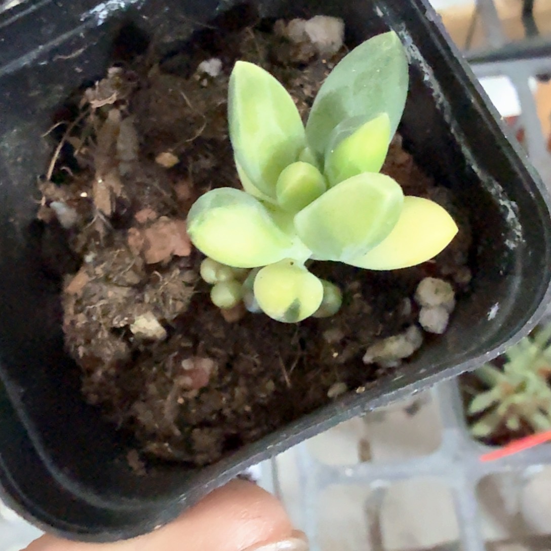 千代田锦多肉植物