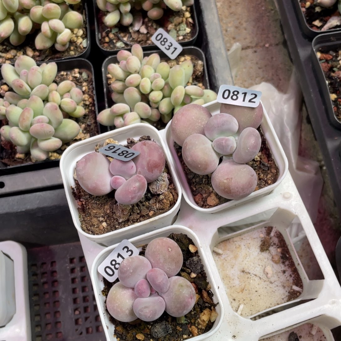 芭比奶酪单头一颗多肉植物