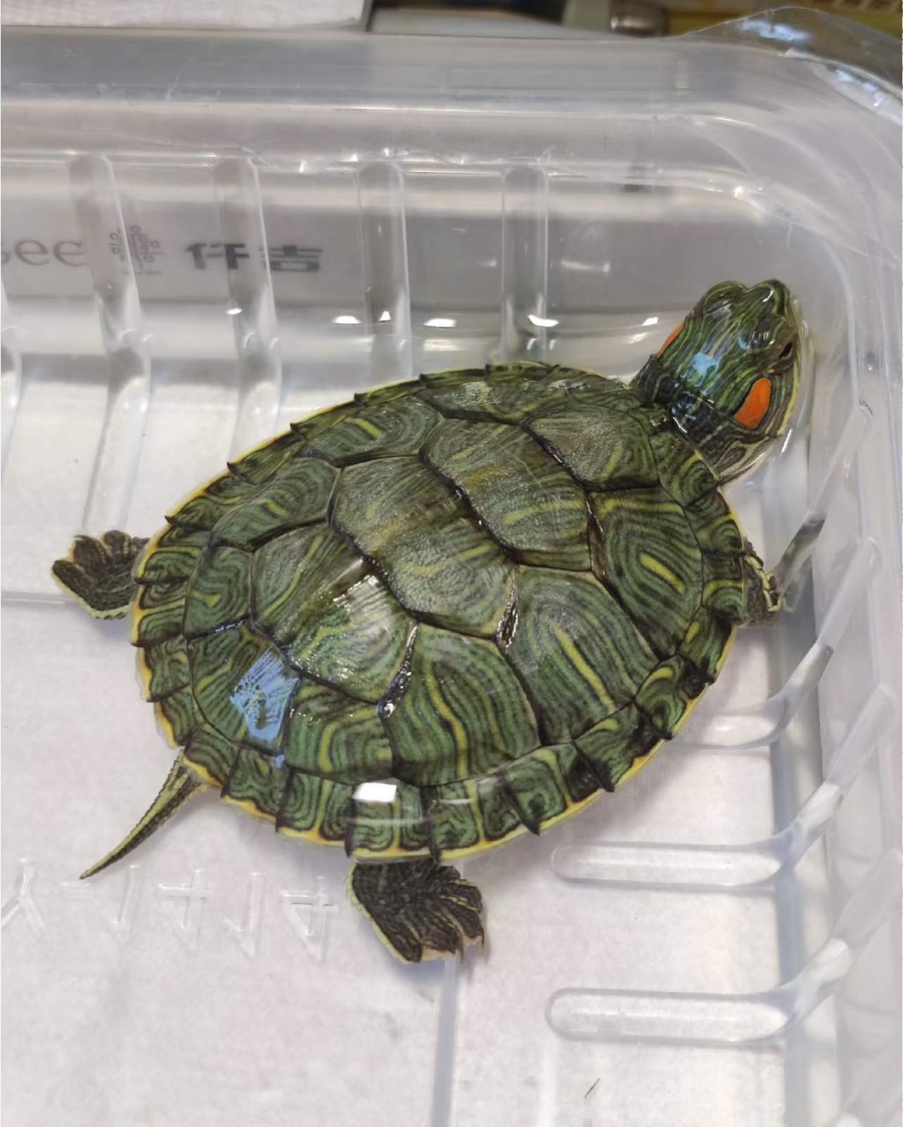 通用宠物活体链接（拍完咨询达人客服)