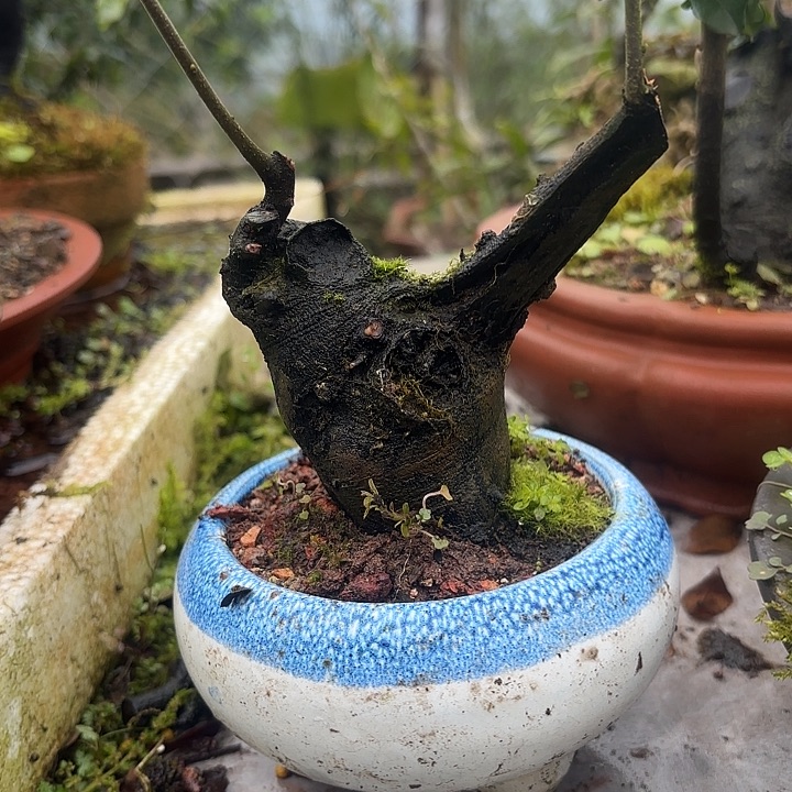 碳化钨和碳粉合金为原料而