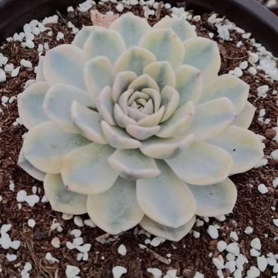 汉堡白覆轮（刚长毛根）