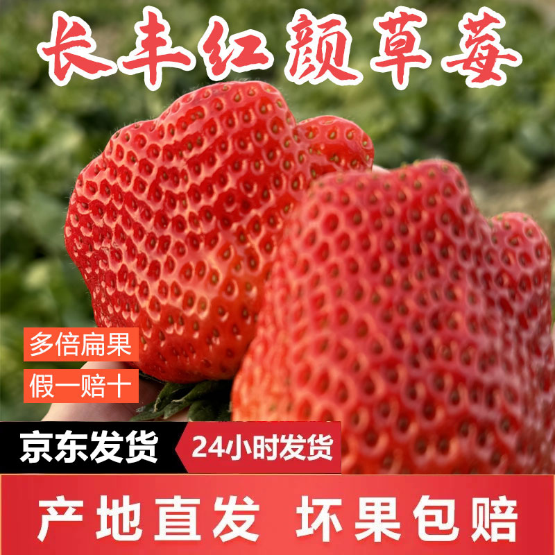 【顺丰/京东】长丰99红颜草莓新鲜水果红颜奶油甜草莓非丹东99草莓