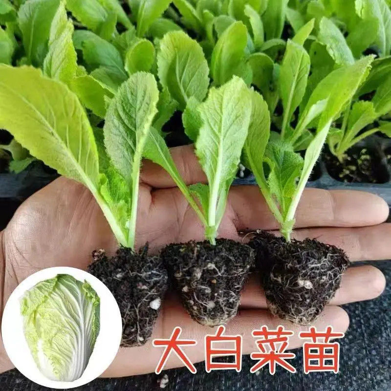 黄心大白菜秧苗四季高产抗病耐寒早熟大白菜苗娃娃菜苗蔬菜苗活苗