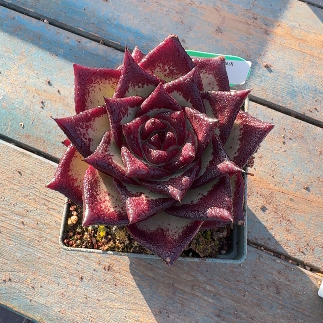 从前慢多肉精选编号1219.21