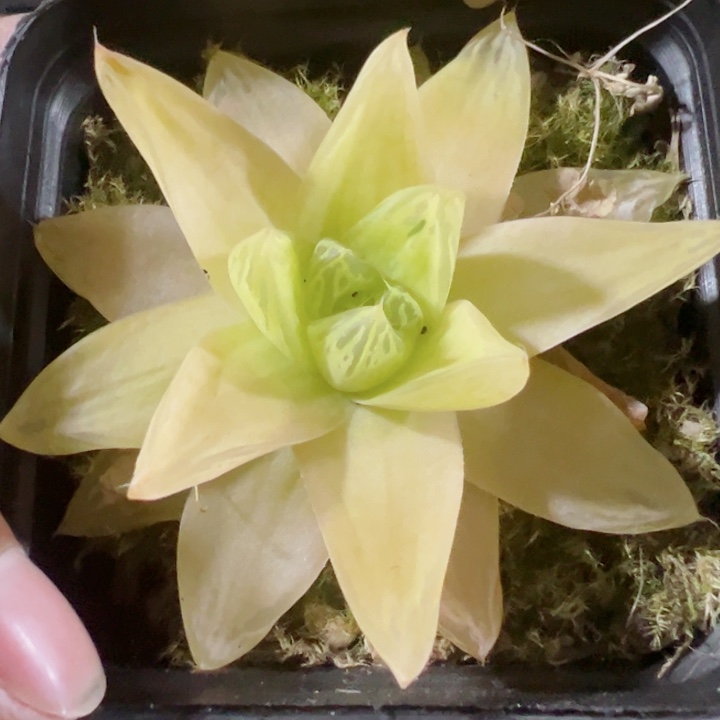 黄金玉露精品多肉植物