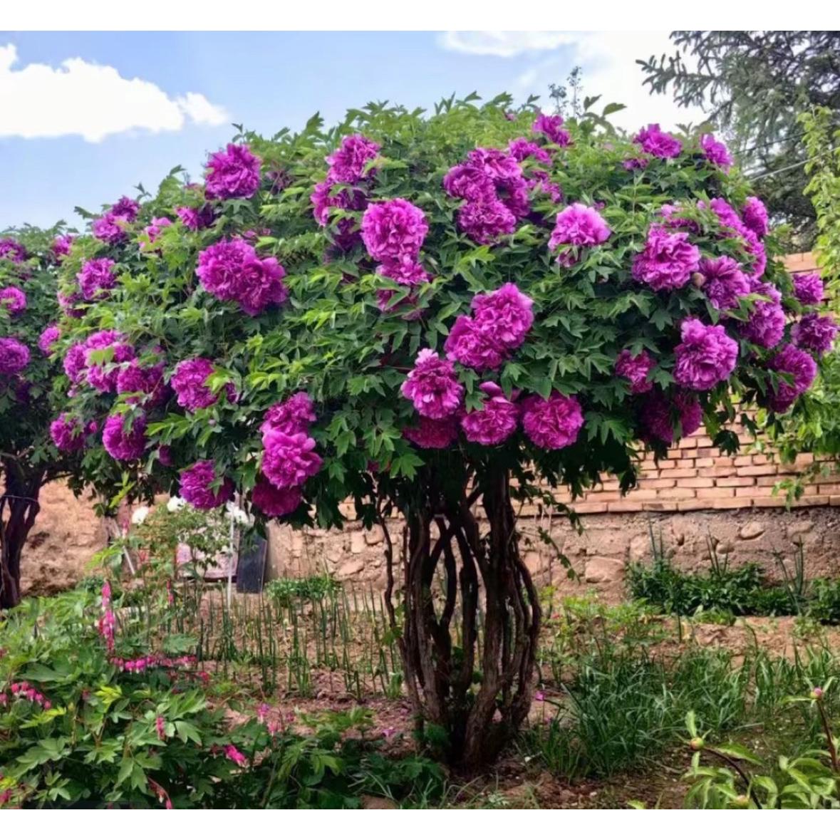 甘肃紫斑牡丹大花重瓣耐寒好养高原牡丹花庭院种植