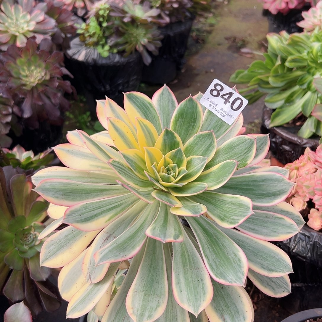 灿烂840多肉植物多肉植物