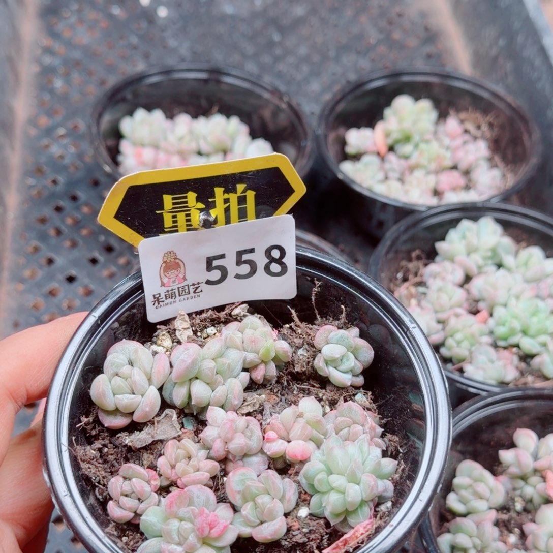 多肉植物多肉植物