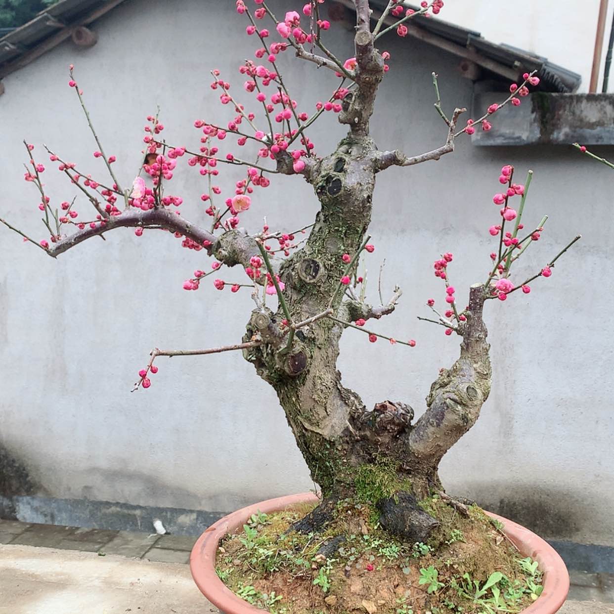 【闪购商品】梅花盆栽树