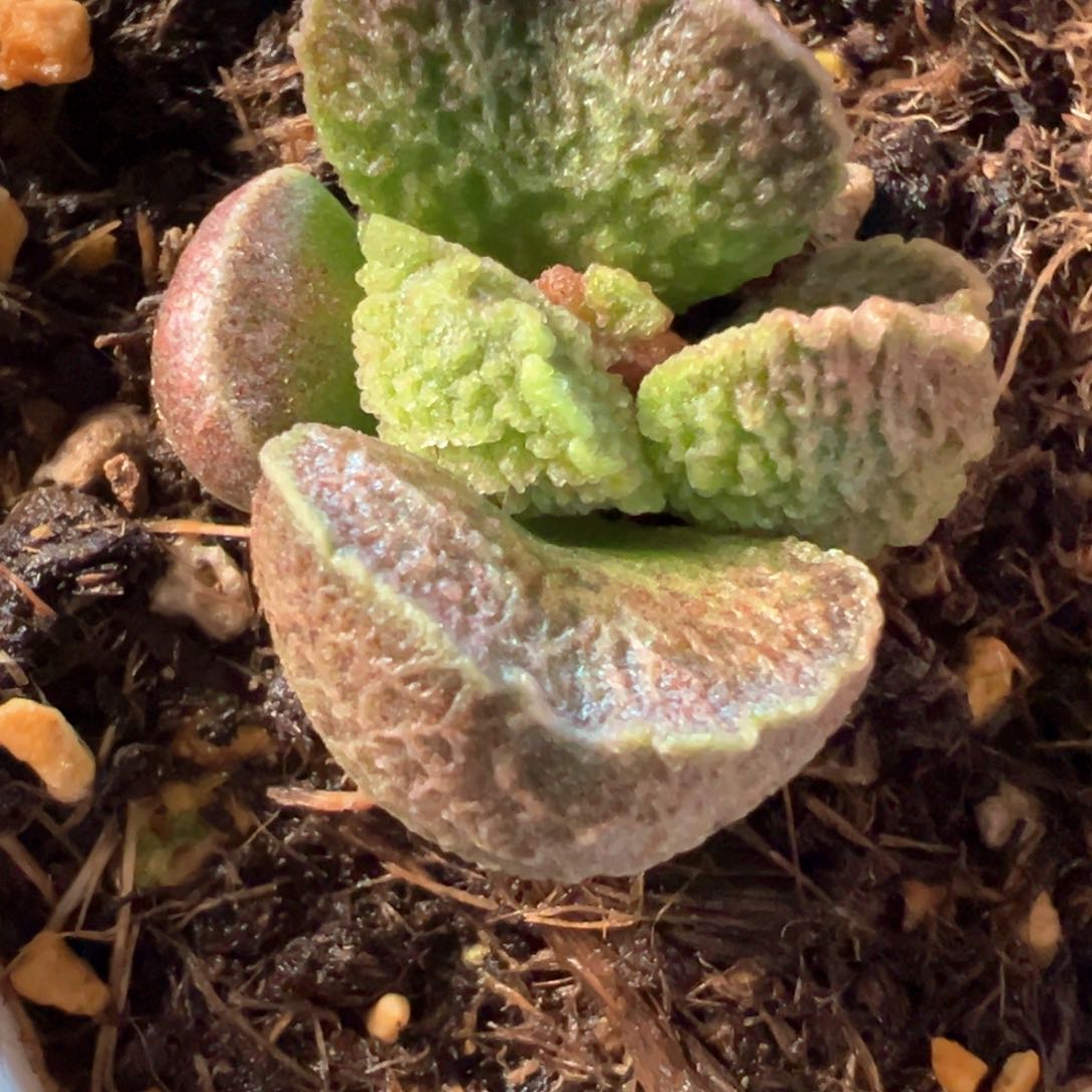 实生新品多肉植物水泡