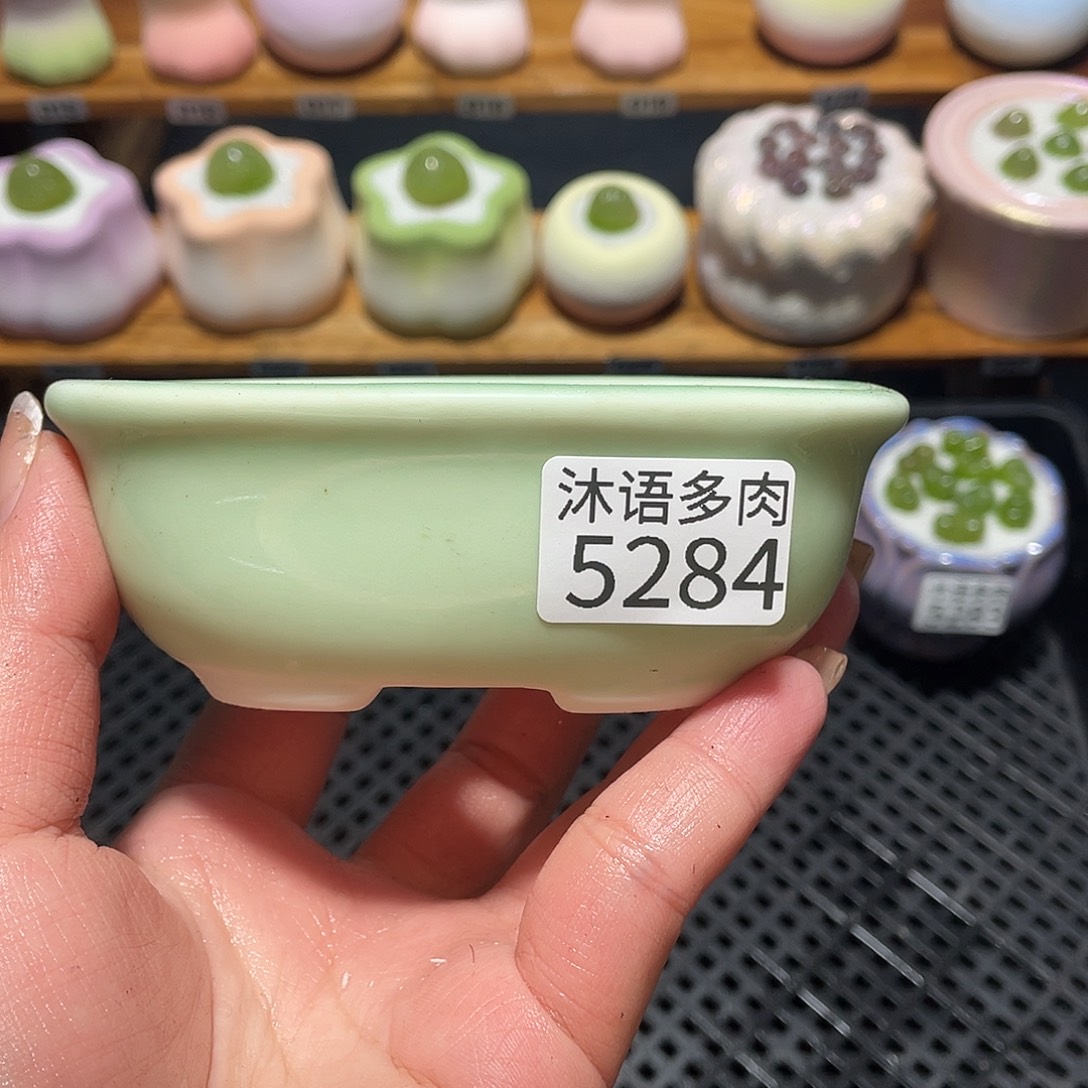 橙***橙带盆土植物 一物一拍5284