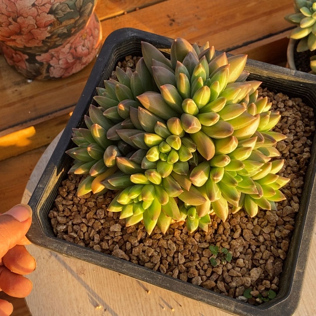 斯图尔特多肉植物