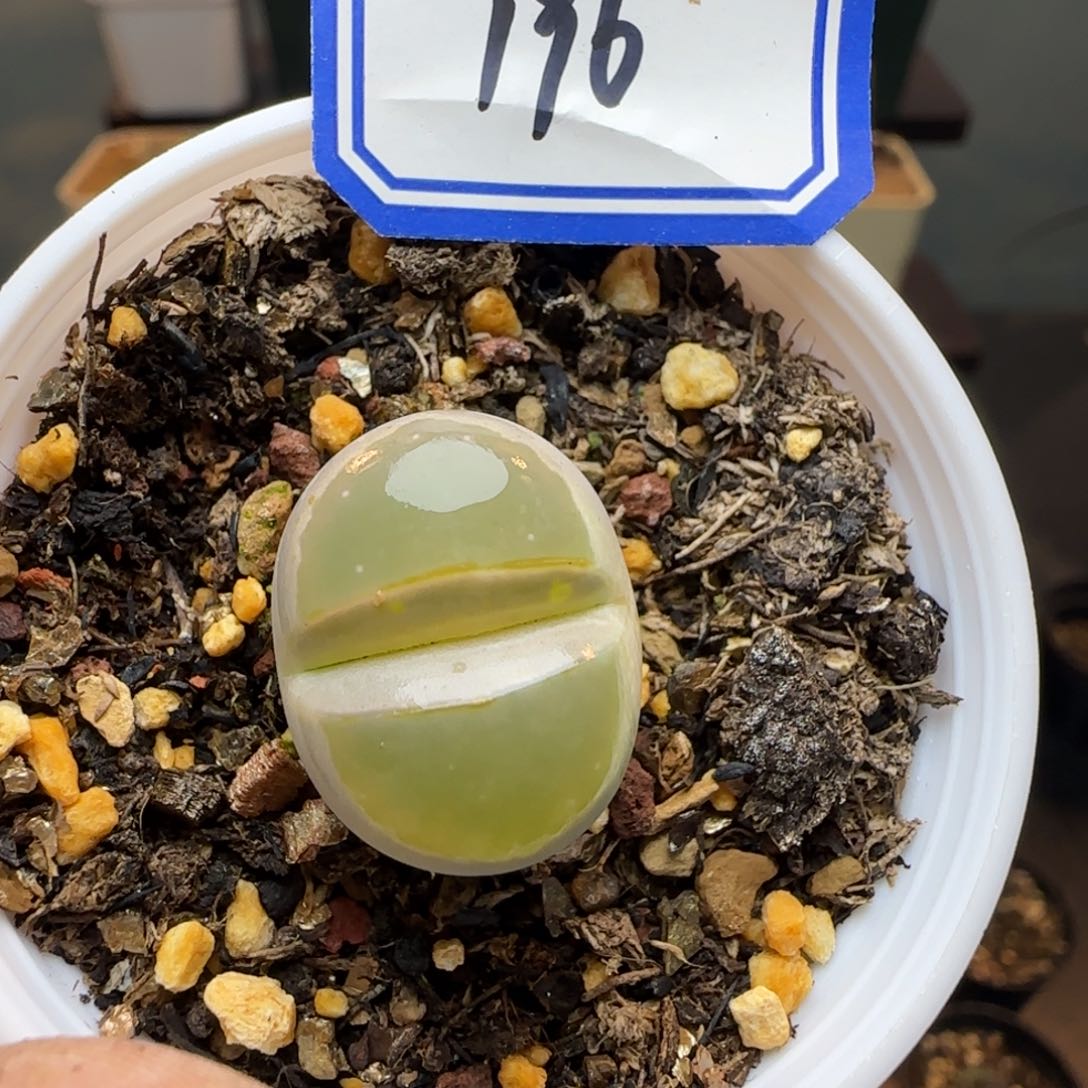 带盆土发货。           196