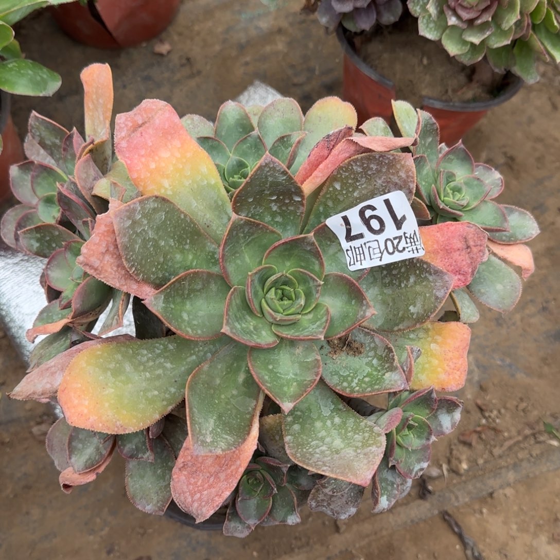 花前月下197满20包邮断枝不包