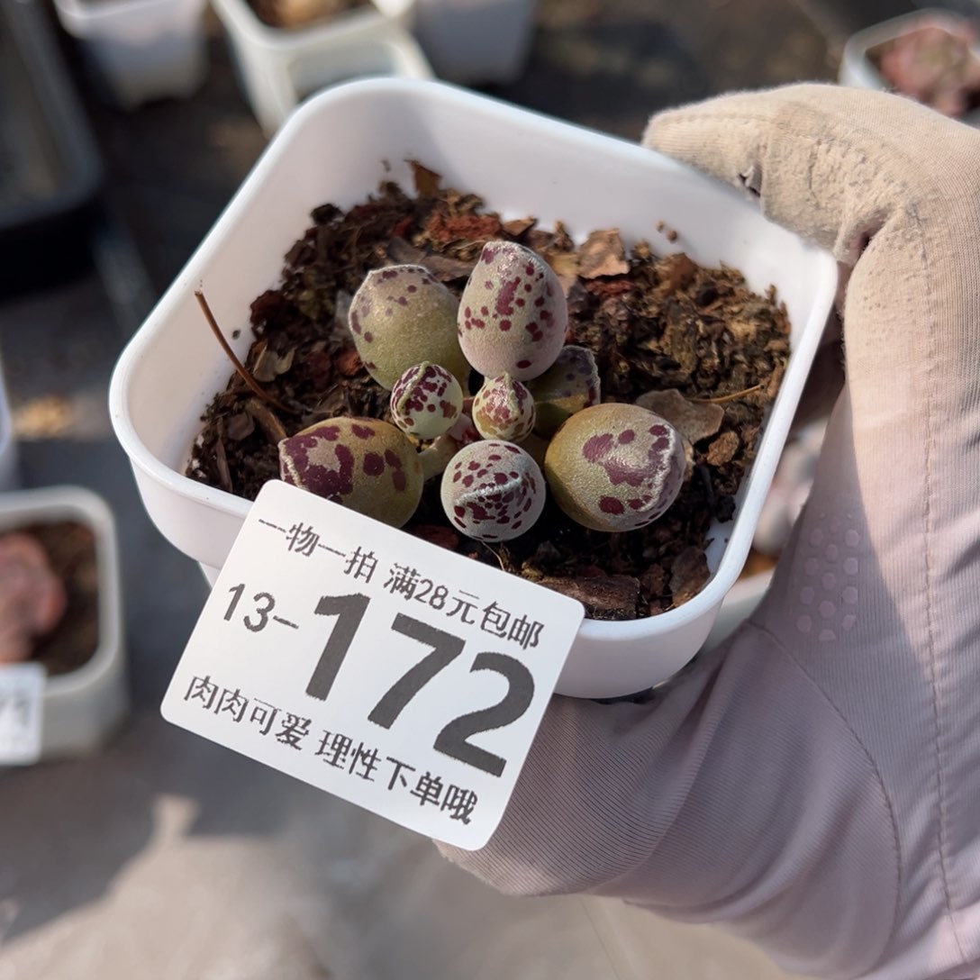 海豹多肉多肉多肉多肉