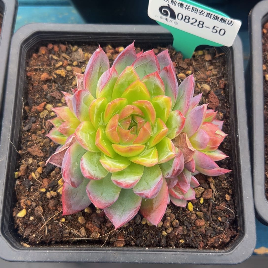 多肉一物一拍0828-50