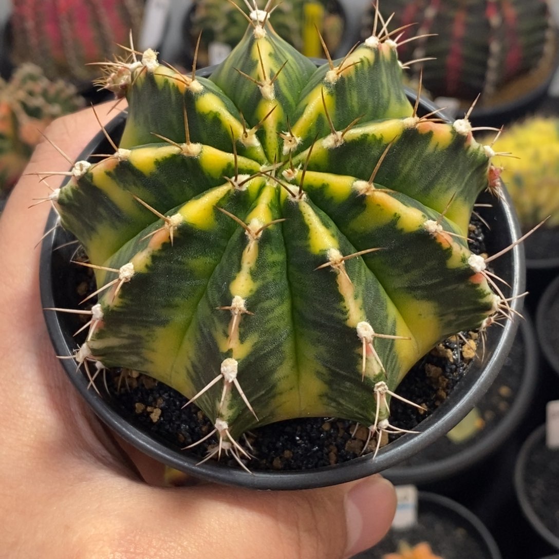 泰系全品米哈—带盆土发货9