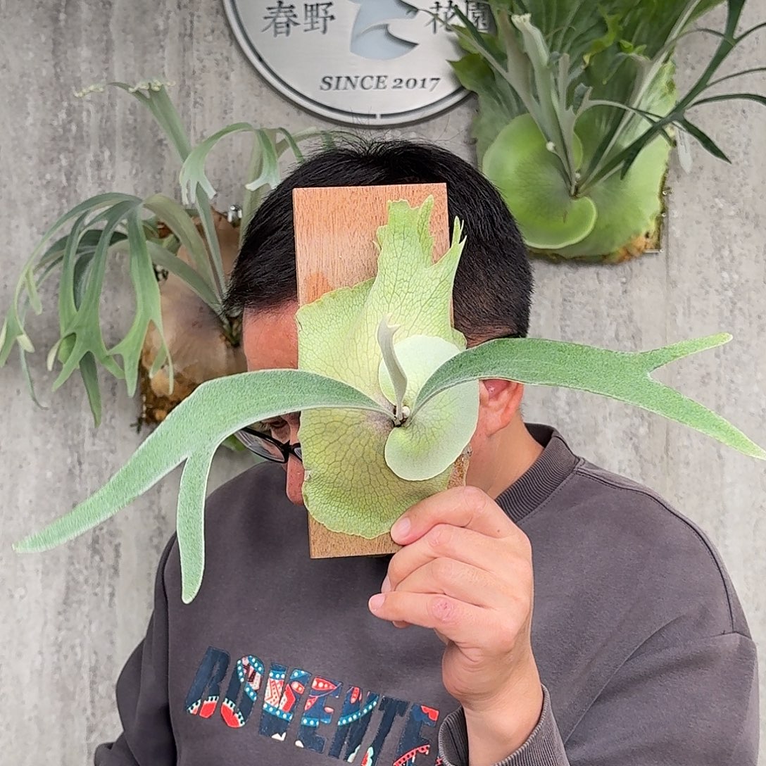 完全开放Pangssda银鹿鹿角蕨书签板春野花园