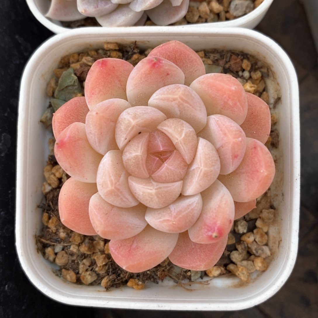 精品多肉一物一拍不包整66