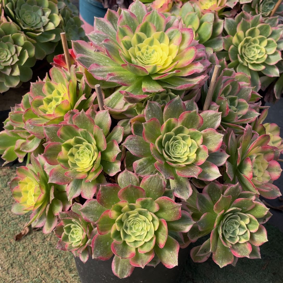 340海王大捧花精品法师多肉